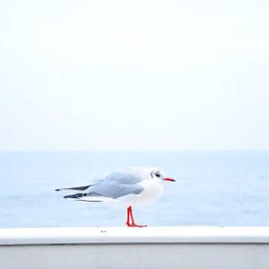 双色球百科